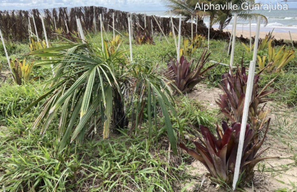 &Aacute;rea de recomposi&ccedil;&atilde;o e adensamento florestal em restinga fixadora de dunas
