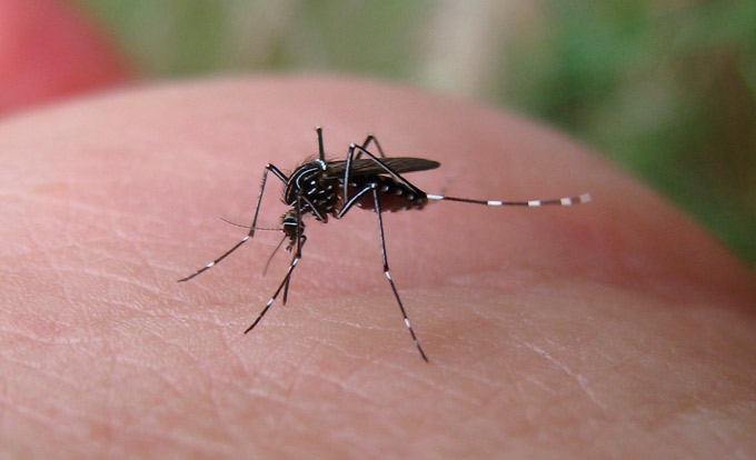 Transmissão de dengue em 2016 tem comportamento diferente