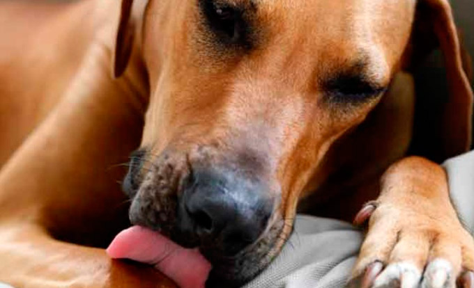 Mulher contrai grave doença após 'beijar' cachorro