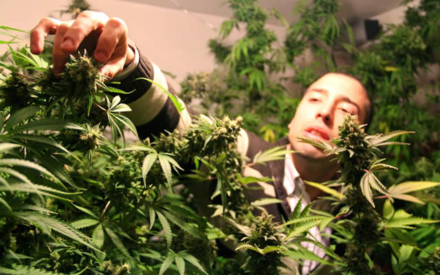 Maconha será vendida em pacotes de 10 g no Uruguai 