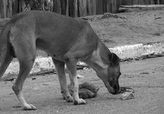 Prefeitura abre edital para contratar castração de cães e gatos