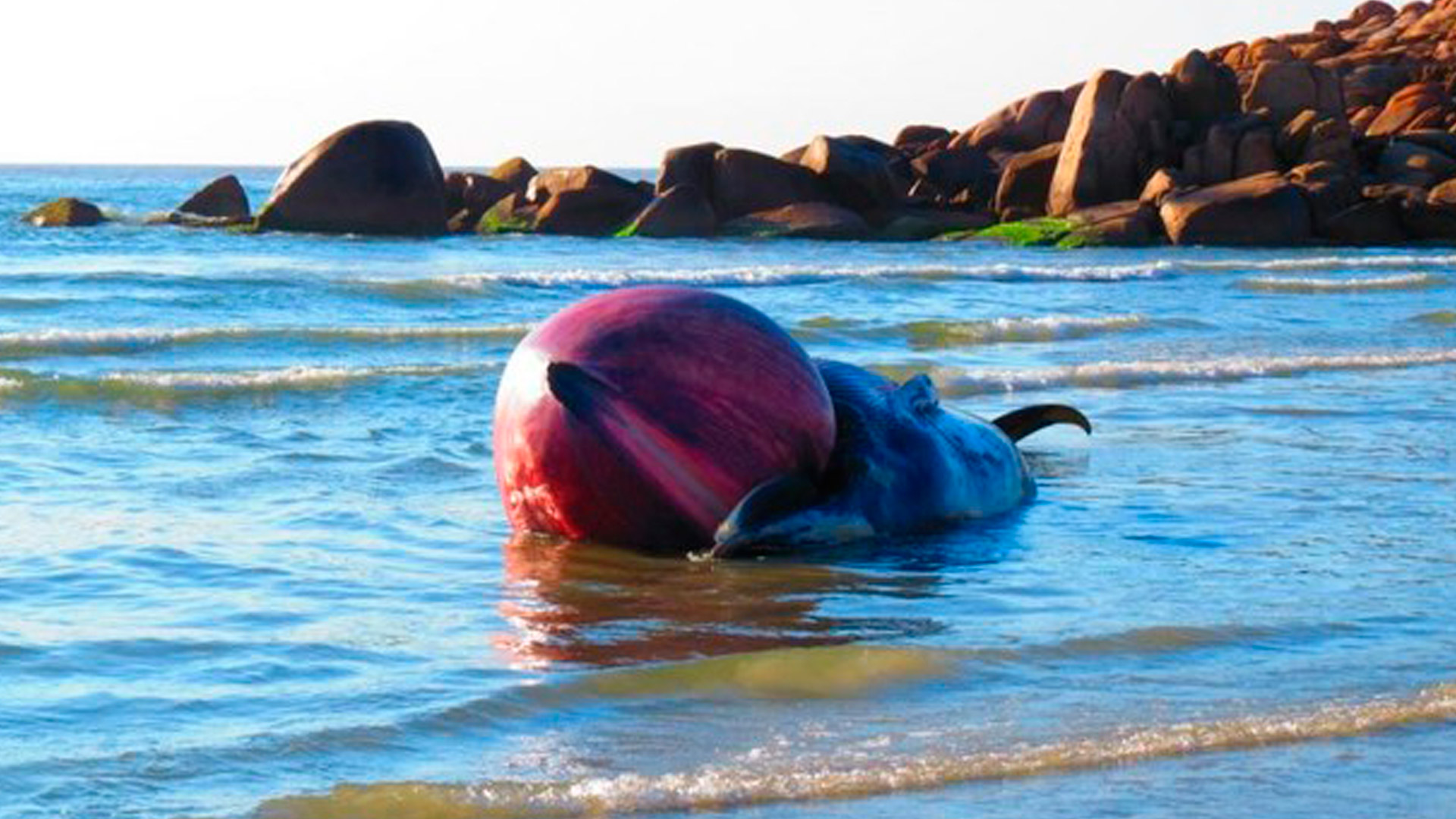 Baleia de 10 metros é encontrada morta em praia 