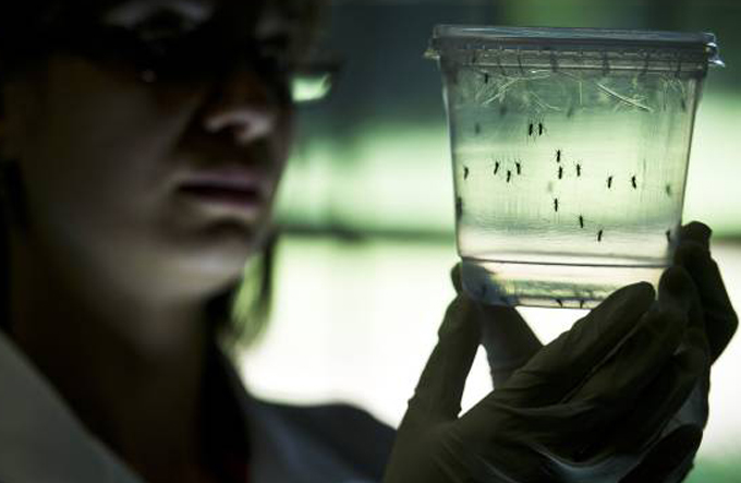 EUA registram 1º caso de transmissão sexual de zika de mulher para homem