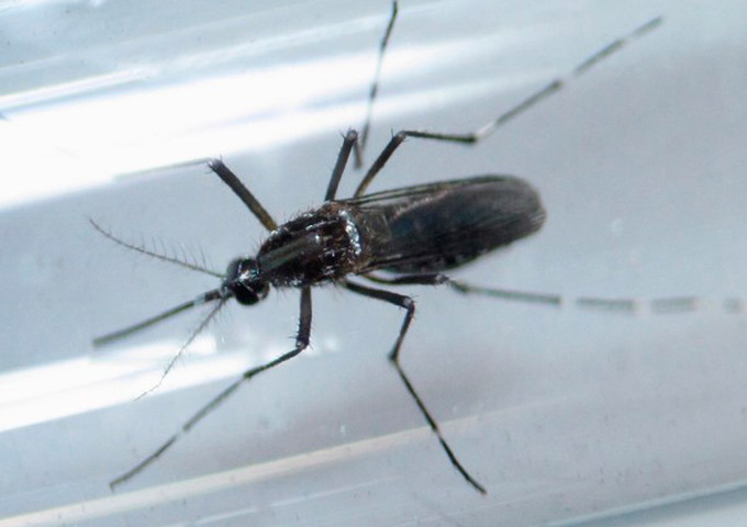 Brasil já registrou 165,9 mil infecções por zika em 2016
