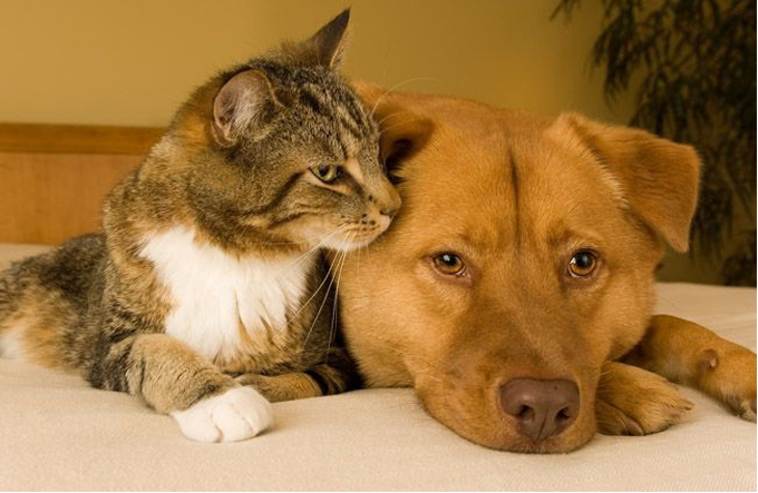 Hospital veterinário da Ufba castra animais a preços acessíveis