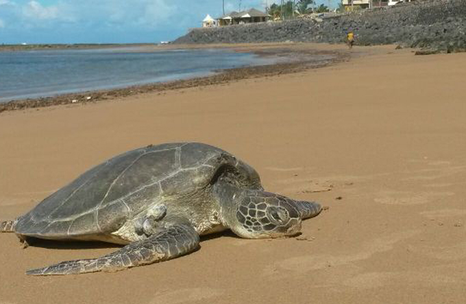 Tartaruga marinha é encontrada morta na praia de Jauá