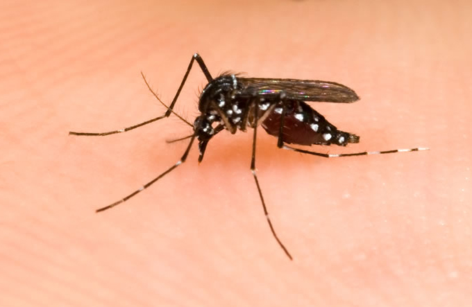 Estudo aponta pernilongo como potencial transmissor do vírus Zika