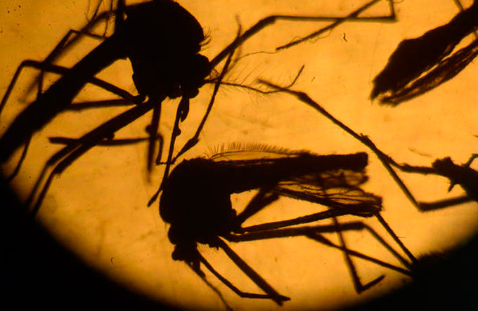 Zika é achado em sêmen 93 dias após infecção