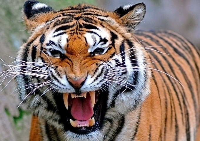 Tigre mata mulher e fere outra em parque na China; veja vídeo