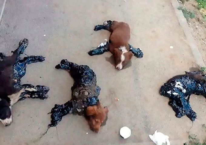 cachorros são cobertos de piche e grudados no asfalto