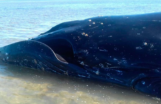 Baleia jubarte encalha em região turística de Recife