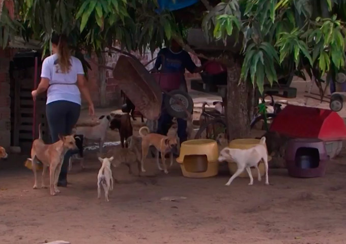 Grupo na Bahia cria 'casas' para cães e gatos