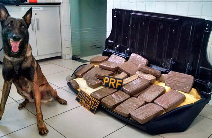 Droga é encontrada dentro de carro em caminhão-cegonha