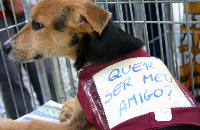 Exporural terá feira de adoção de animais