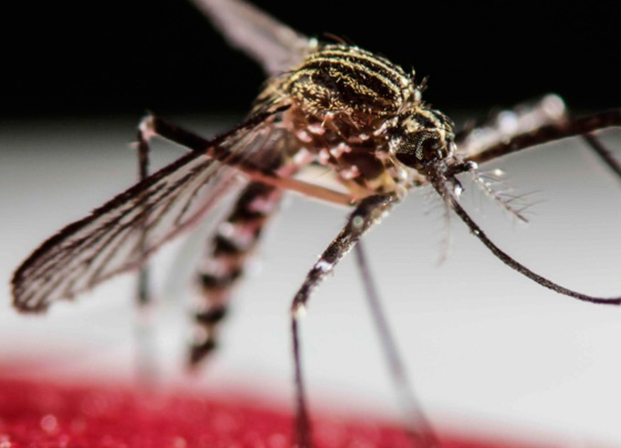 Pesquisa aponta que pernilongo não transmite vírus Zika