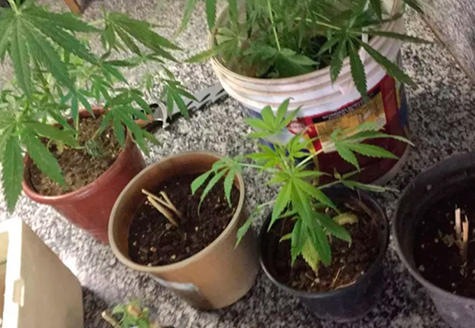 Mãe denuncia filho à polícia após encontrar pés de maconha em casa
