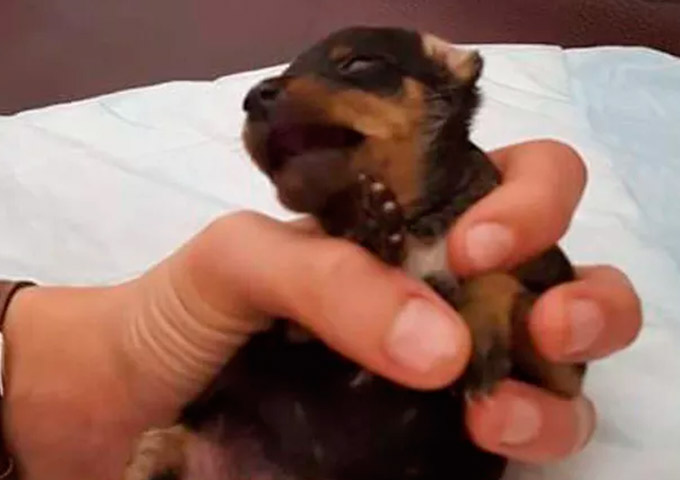 Filhote de cachorro macho tem órgão genital mutilado e é vendido como fêmea 