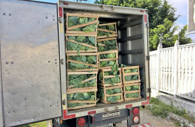 PF apreende duas toneladas de drogas em caixotes de repolho