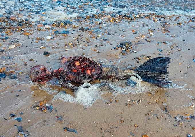 Corpo de 'sereia' é encontrado em praia ; Assista ao vídeo