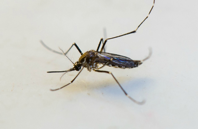 Em um ano, cresce o número de casos de dengue e chikungunya