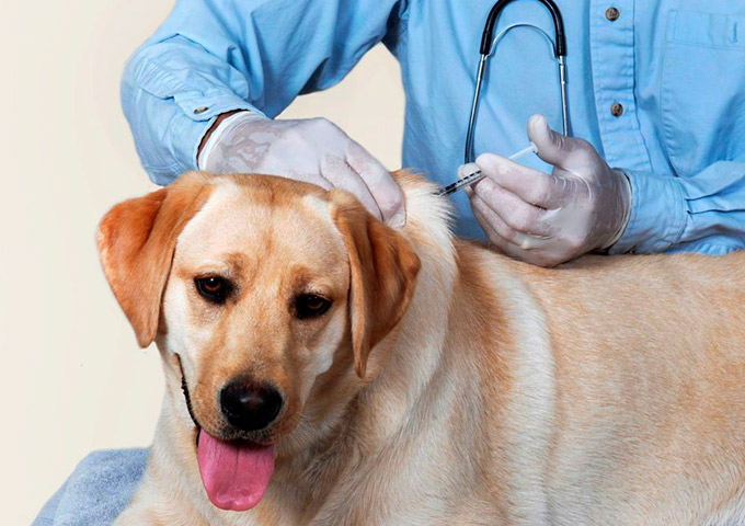 Mata e Dias d' Ávila prosseguem imunizando cães e gatos