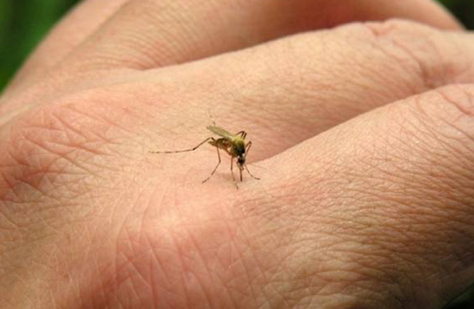 Dengue: Comitê faz reunião para apresentar regimento