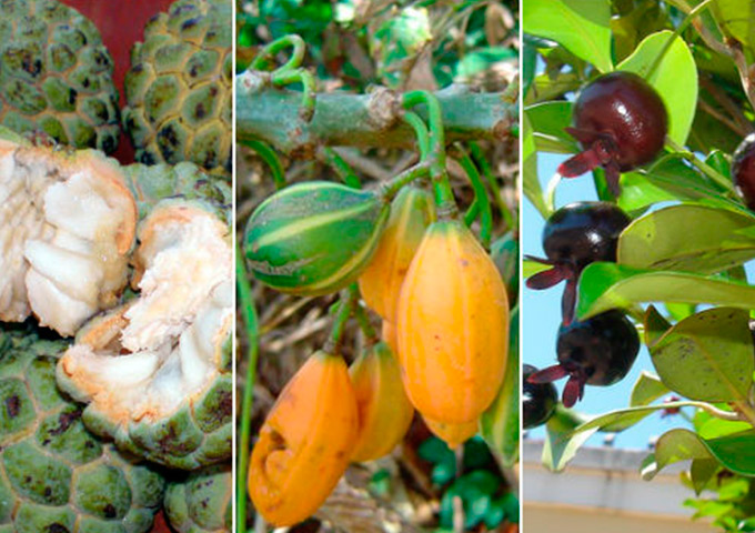 Frutas brasileiras entram na lista de extinção; saiba quais