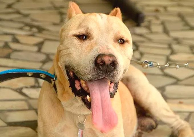 Pit bull que sofria maus-tratos é resgatado após decisão judicial 