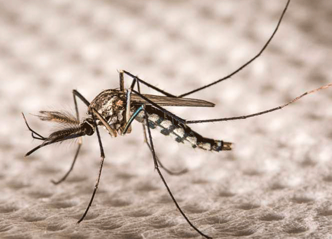 Especialistas não descartam novo surto de dengue e zika