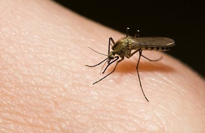 SESAU realiza caminhada de combate a Dengue em Mata de São João