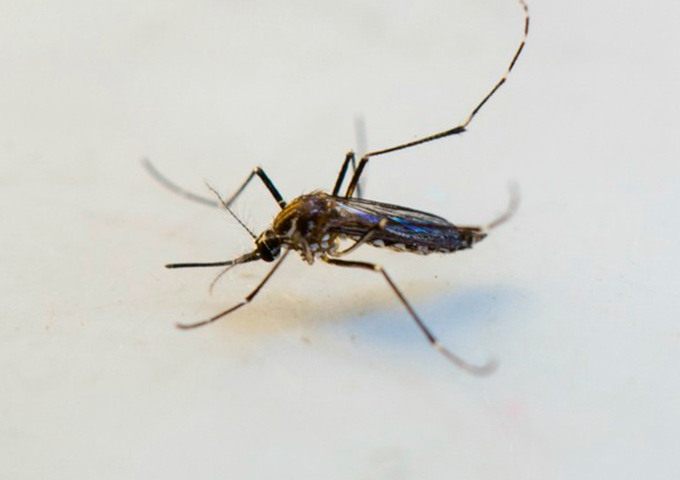 Aedes: 885 cidades estão em situação de alerta ou risco de surto