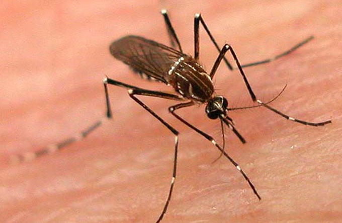 Casos de chikungunya devem aumentar em 2017, prevê Ministério da Saúde