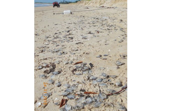 Centenas de peixes mortos são achados em praia do sul da Bahia