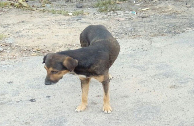Cachorro encontra feto abandonado em via pública