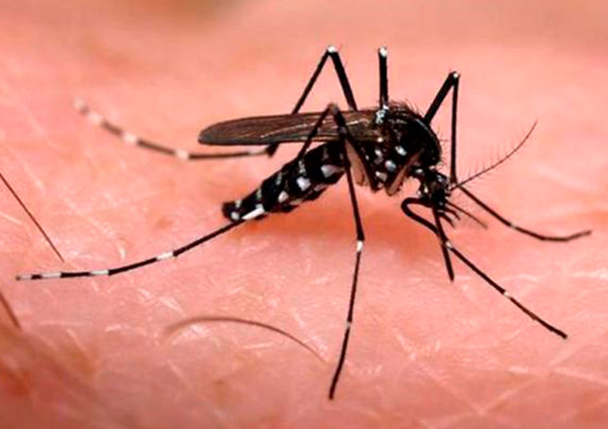 Epidemias de zika e chikungunya serão mais fortes em 2017