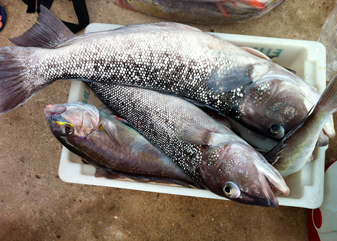 Peixe pode ter relação com doença que causa urina preta
