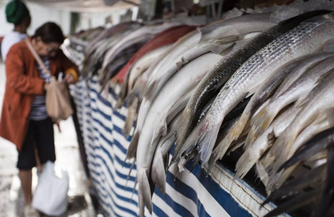 Doença misteriosa faz venda de peixe cair na Bahia