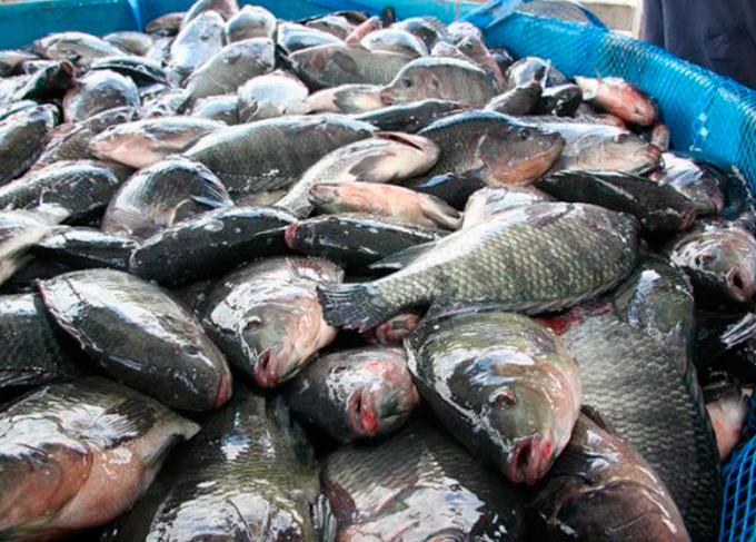 Pescado contaminado coloca ceia de Natal em risco