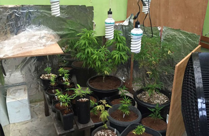 Dono de pousada é preso com várias plantações de maconha