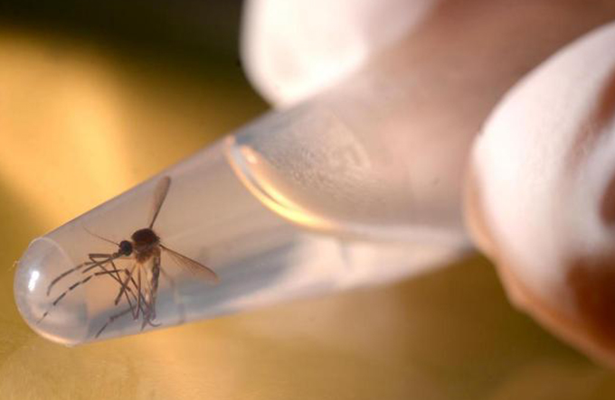 Avanço do Zika e da microcefalia assustam o mundo em 2016
