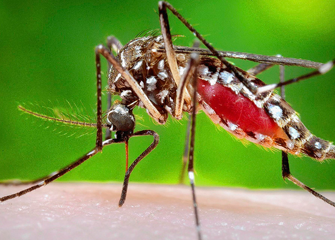 Casos de chikungunya devem voltar a subir neste ano