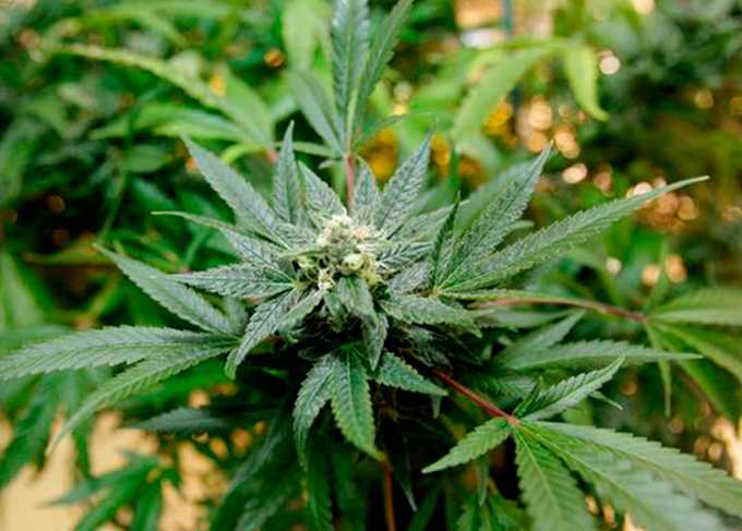 Justiça concede habeas corpus a casal que cultiva maconha 
