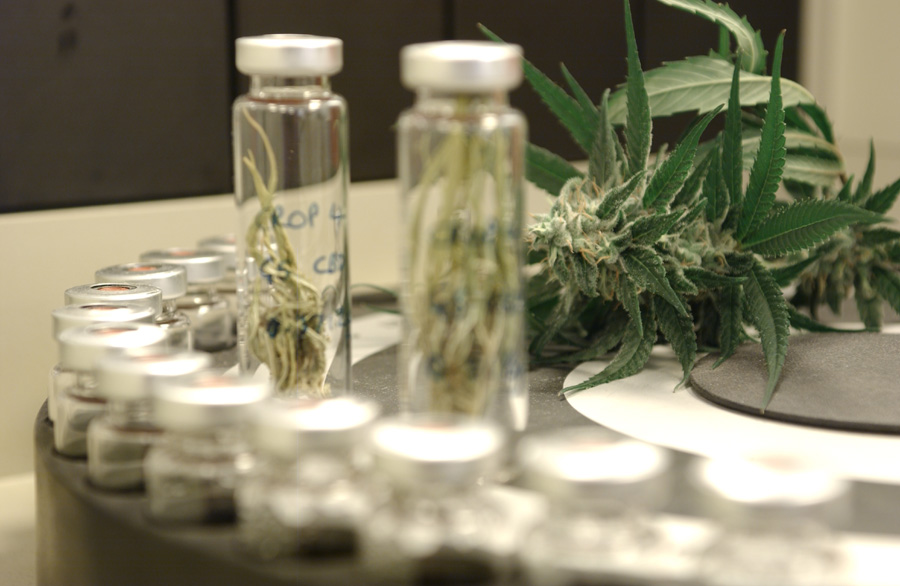 Anvisa aprova registro de remédio à base de maconha