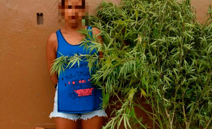 Mulher é detida com pés de maconha e solta após culpar o marido