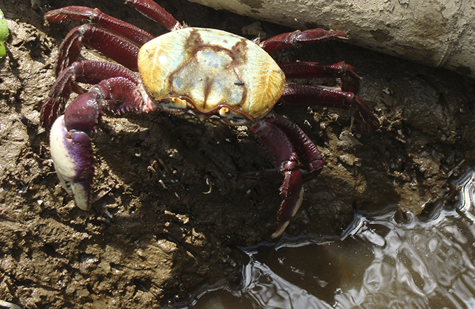Captura do caranguejo-uçá está proibida na Bahia