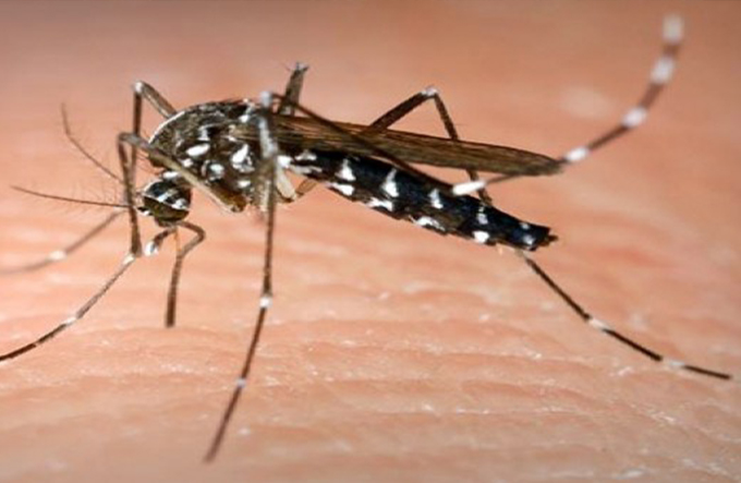 Dengue, zika e chikungunya mataram quase 800 pessoas