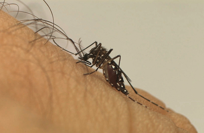 Vacina contra zika apresenta eficácia em apenas uma dose