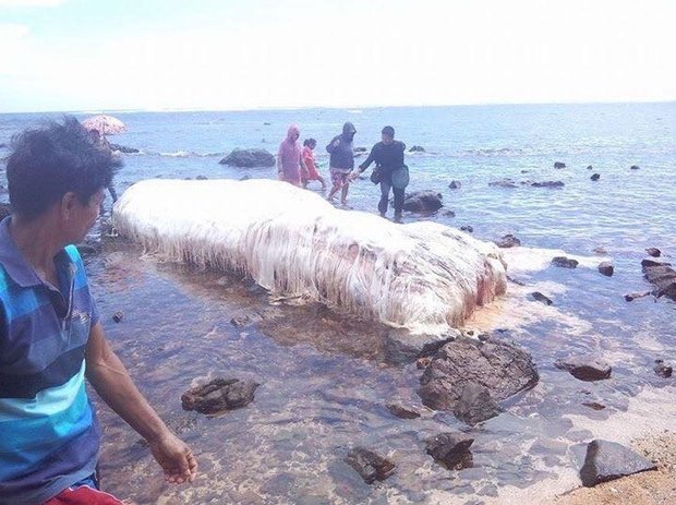 Moradores ficam assustados com surgimento de criatura em praia 