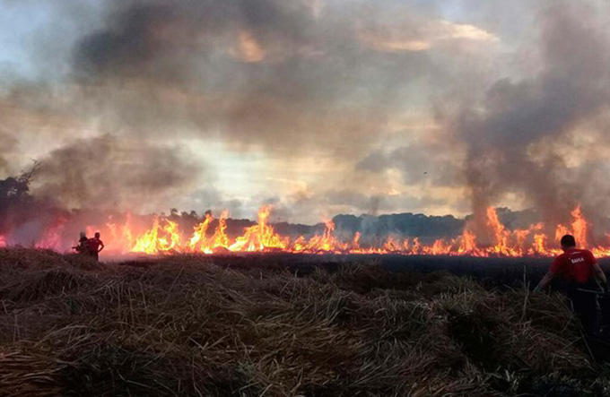 Praia do Forte: Área queimada equivale a 90 campos de futebol