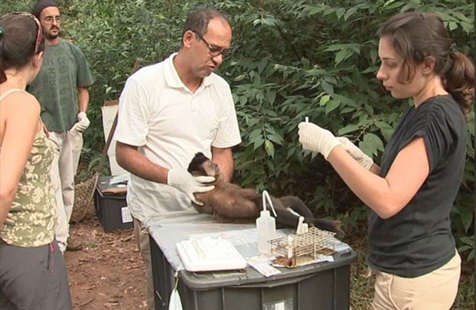 Alagoinhas registra primeiro caso de febre amarela em macacos